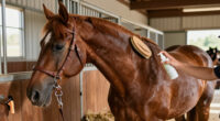 14 Best Horse Care Products for Everyday Grooming and Upkeep in 2027