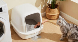 15 Best Automatic Litter Boxes for Easier Cat Care in 2027