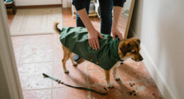 15 Best Dog Apparel for Comfort and Everyday Wear in 2027
