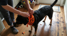 15 Best Dog Halloween Bandanas for Festive, Comfortable Wear in 2027