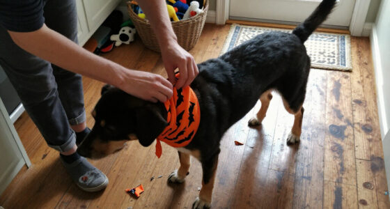 15 Best Dog Halloween Bandanas for Festive, Comfortable Wear in 2027