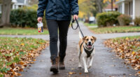 15 Best Dog Walking Gear in 2027