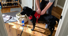15 Best Service Dog Supplies for Visibility and Safety in 2027