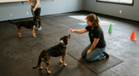 Best In Class: Inside Crossbones Dog Academy In Providence, RI