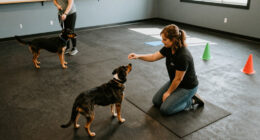 Best In Class: Inside Crossbones Dog Academy In Providence, RI