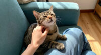 Miez Asks To Be Picked Up And Pet Very Politely By Starting To Purr While Staring At You Like This. Who Could Resist?