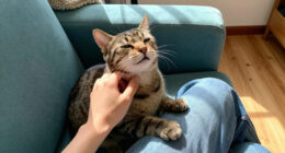 Miez Asks To Be Picked Up And Pet Very Politely By Starting To Purr While Staring At You Like This. Who Could Resist?