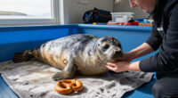 Seal Or Pretzel? This Is Mazu From Seal Rescue Ireland